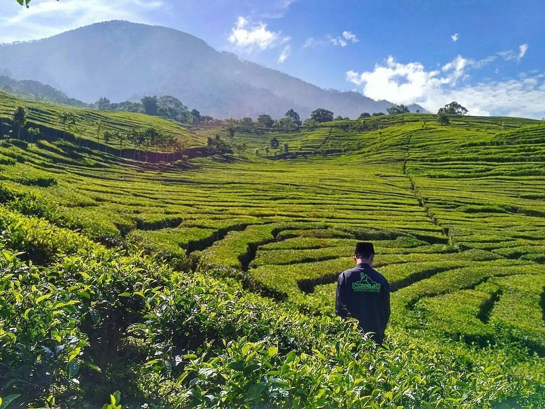Perkebunan Sirah Kencong
